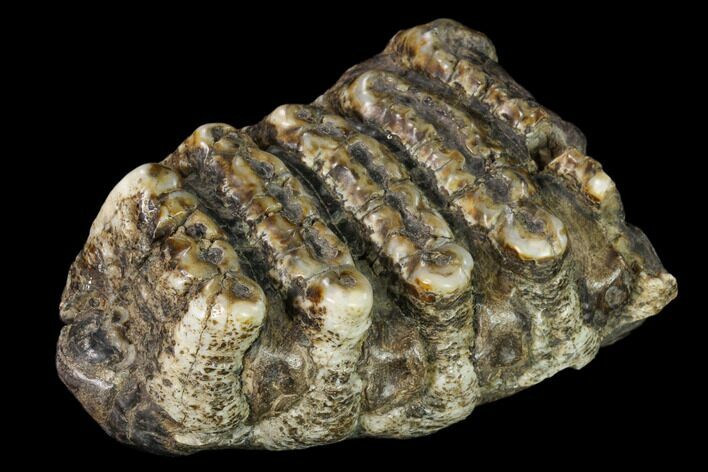 Partial, Fossil Stegodon Molar - Indonesia #149736